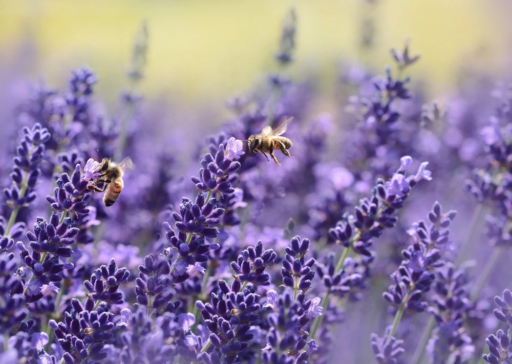 Lavender Seeds – Vera English – Fragrant Perennial Herb Seeds – Indoor/Outdoor - Image 1