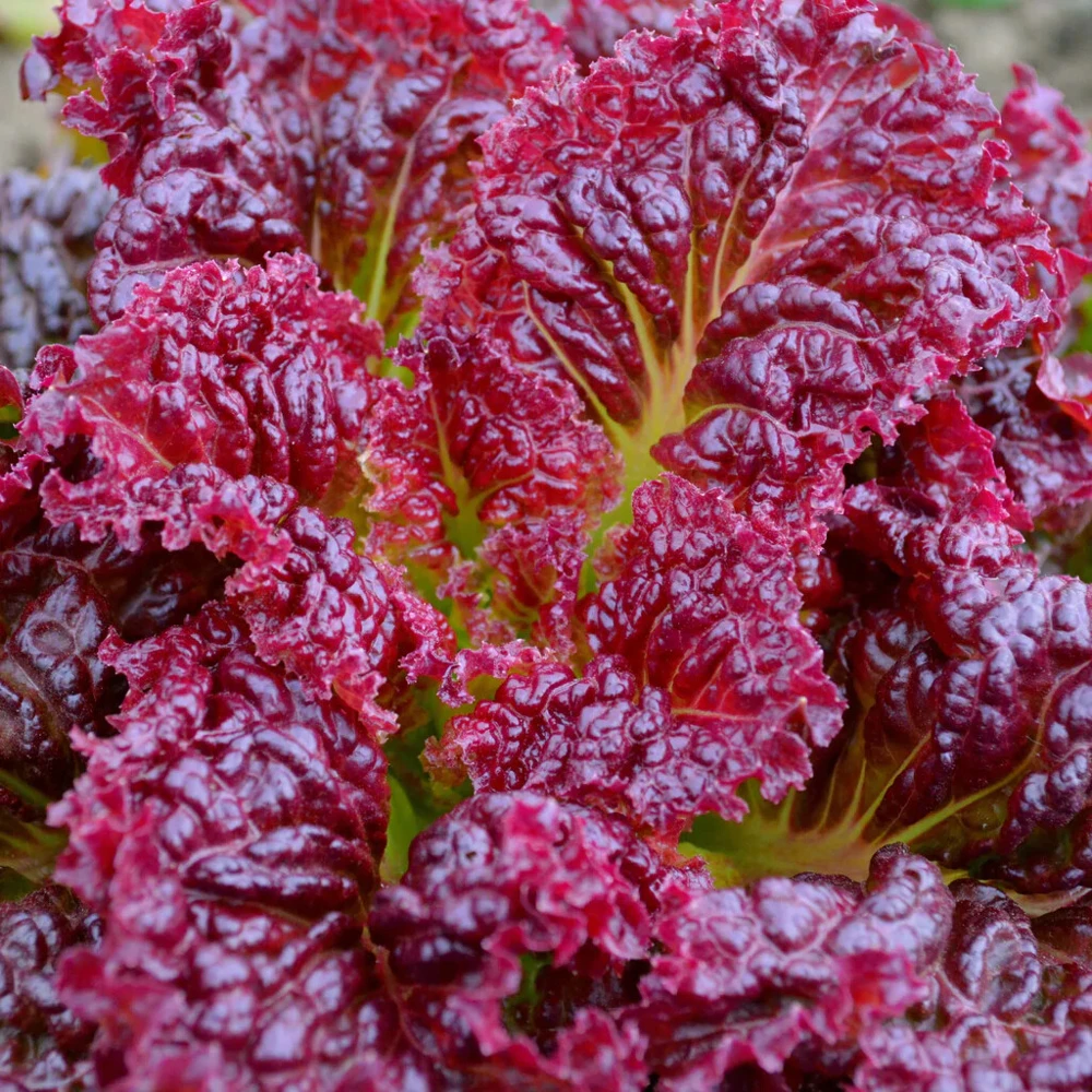 Leaf Lettuce Seeds Collection - 10 Varieties, Easy to Grow, Outdoor - Image 10