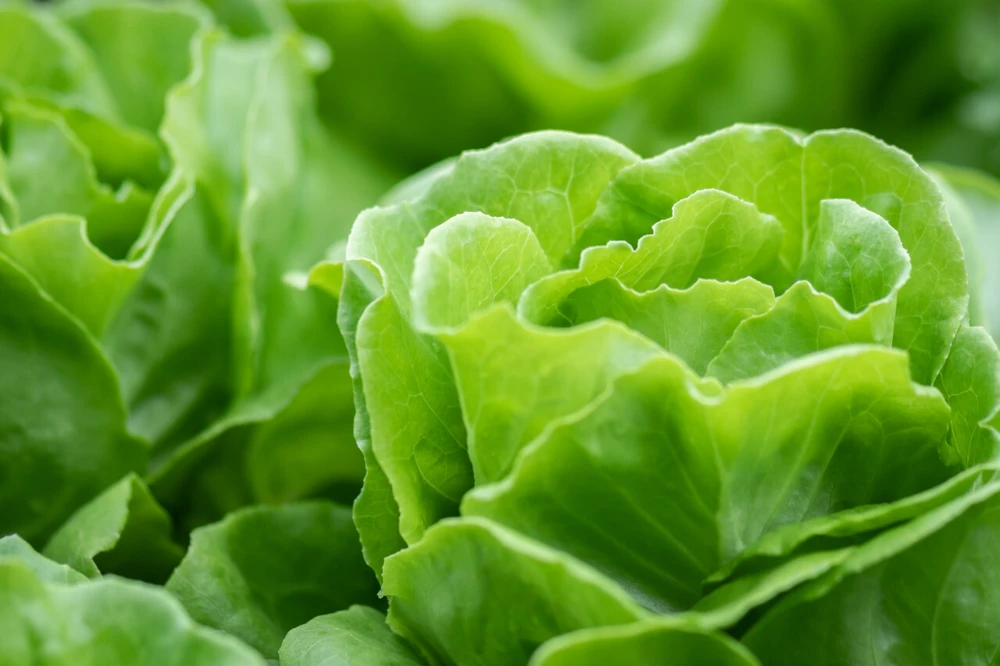 Leaf Lettuce Seeds Collection - 10 Varieties, Easy to Grow, Outdoor - Image 11