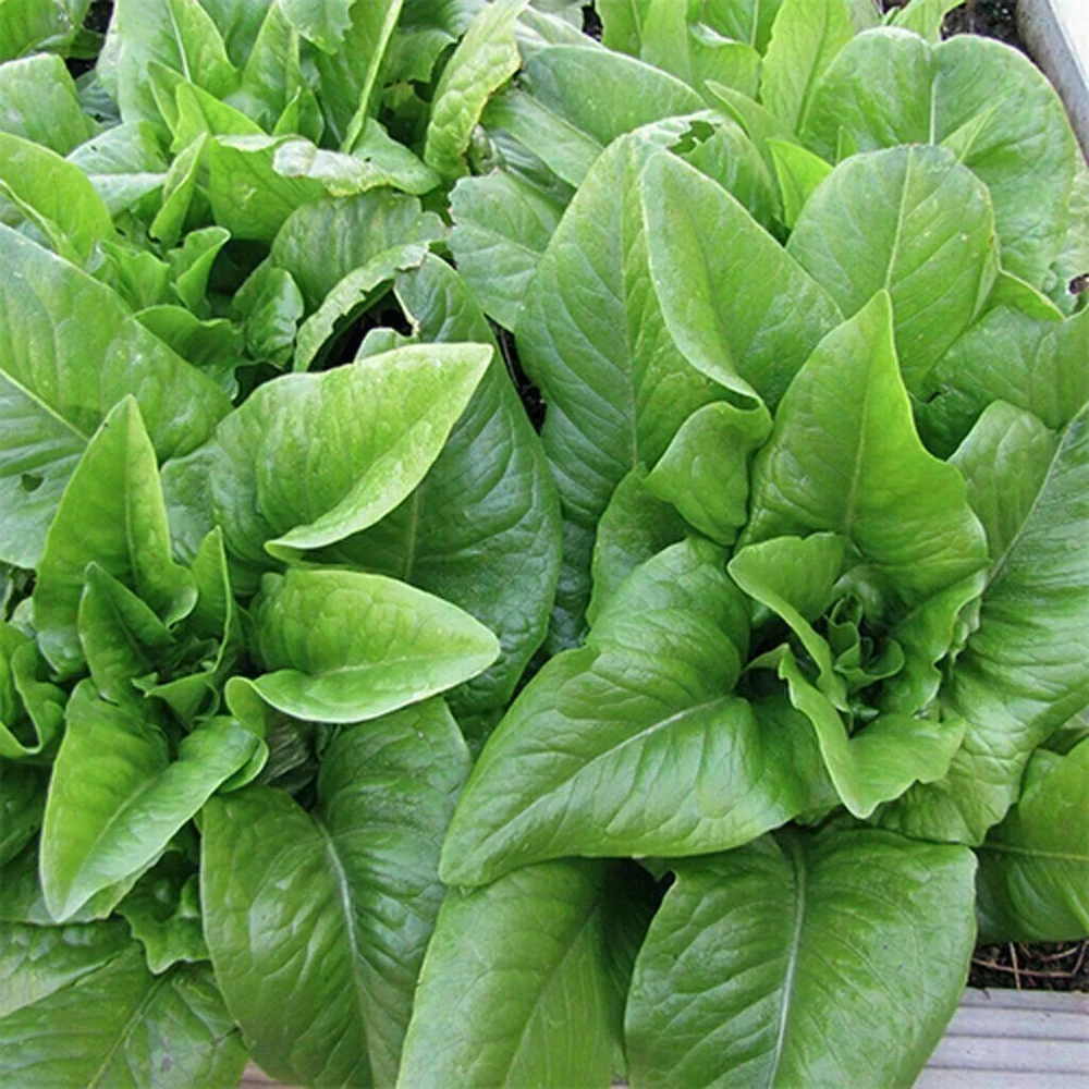 Leaf Lettuce Seeds Collection - 10 Varieties, Easy to Grow, Outdoor - Image 2