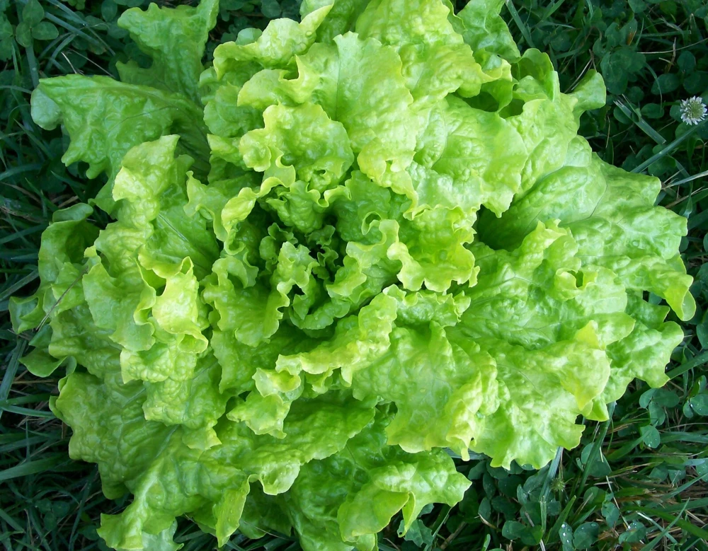 Leaf Lettuce Seeds Collection - 10 Varieties, Easy to Grow, Outdoor - Image 3