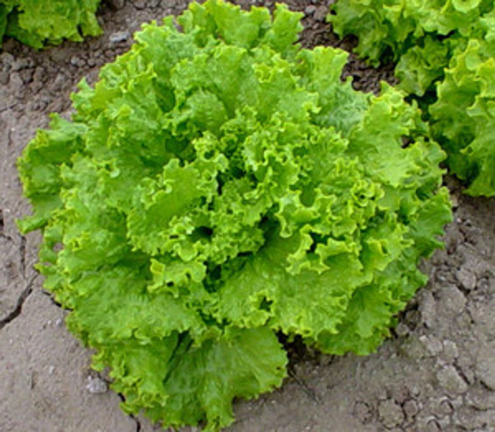 Leaf Lettuce Seeds Collection - 10 Varieties, Easy to Grow, Outdoor - Image 4