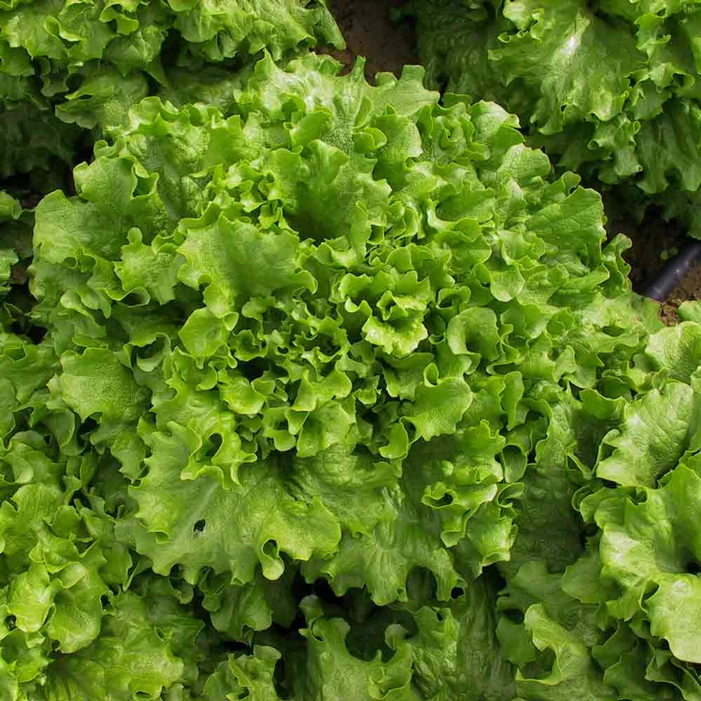 Leaf Lettuce Seeds Collection - 10 Varieties, Easy to Grow, Outdoor - Image 5