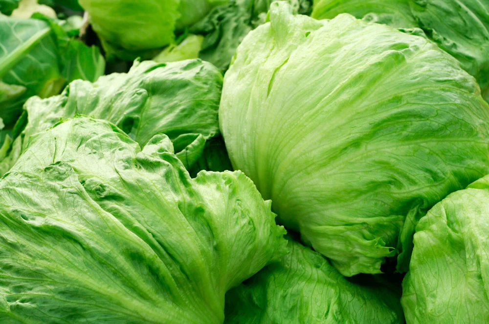 Leaf Lettuce Seeds Collection - 10 Varieties, Easy to Grow, Outdoor - Image 6