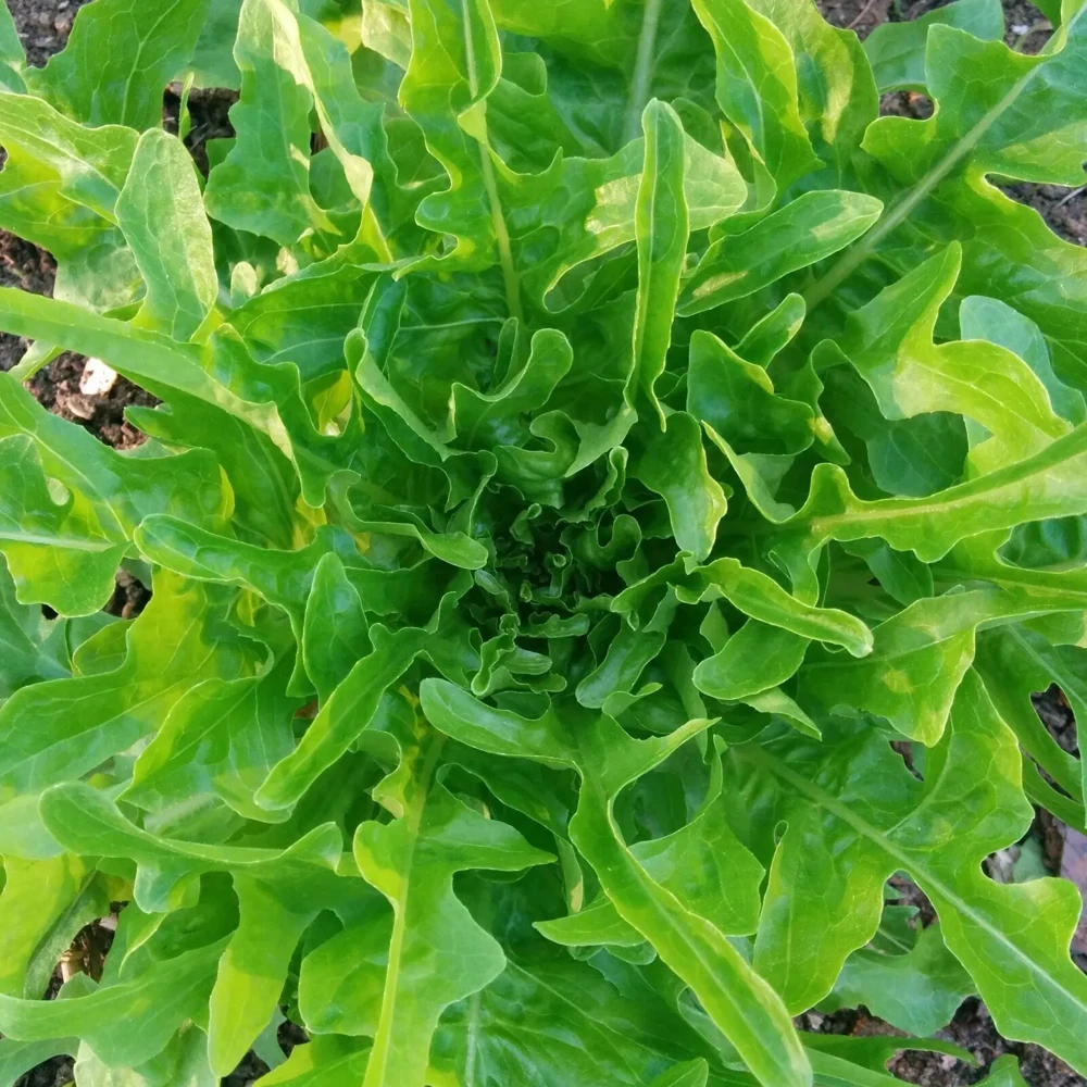 Leaf Lettuce Seeds Collection - 10 Varieties, Easy to Grow, Outdoor - Image 7
