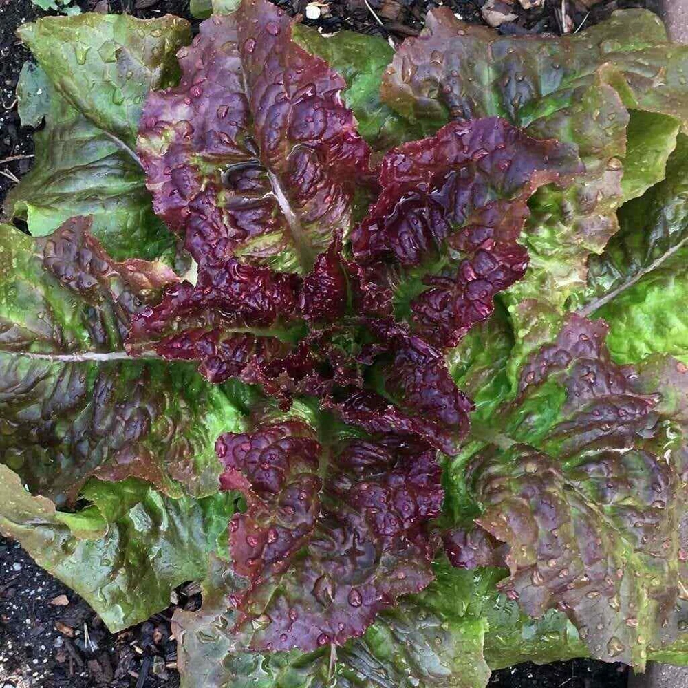 Leaf Lettuce Seeds Collection - 10 Varieties, Easy to Grow, Outdoor - Image 8