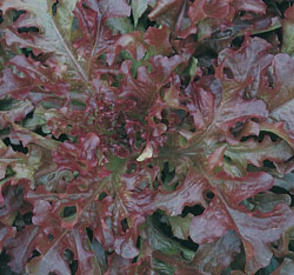 Leaf Lettuce Seeds Collection - 10 Varieties, Easy to Grow, Outdoor - Image 9