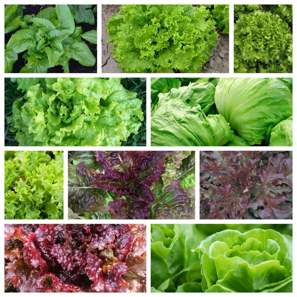 Leaf Lettuce Seeds Collection - 10 Varieties, Easy to Grow, Outdoor - Image 1