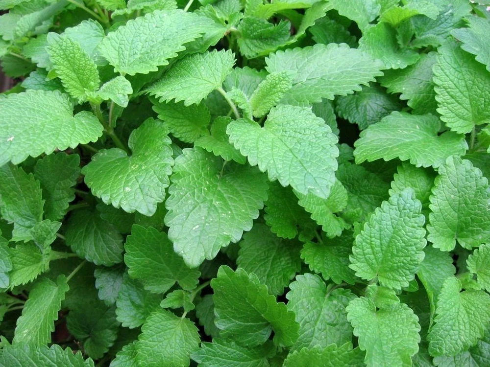 Lemon Balm Seeds - Melissa officinalis Herb Seeds - Easy to Grow Indoor/Outdoor - Image 1