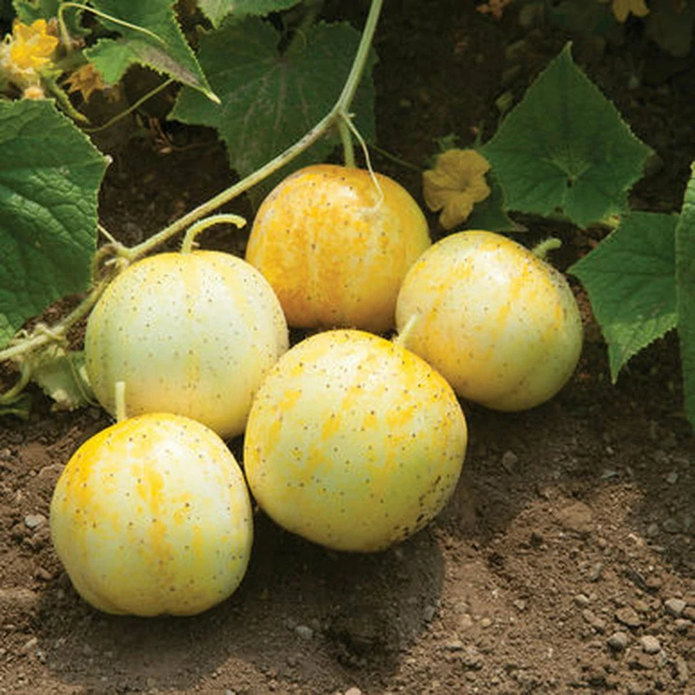 Lemon Cucumber Seeds - Budamkaya, Burpless Heirloom Variety, Outdoor - Image 1