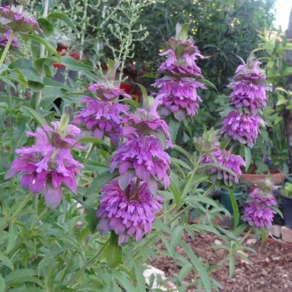 Lemon Mint Seeds - Monarda citriodora Herb Seeds for Pollinators, Zones 3-12 - Image 2