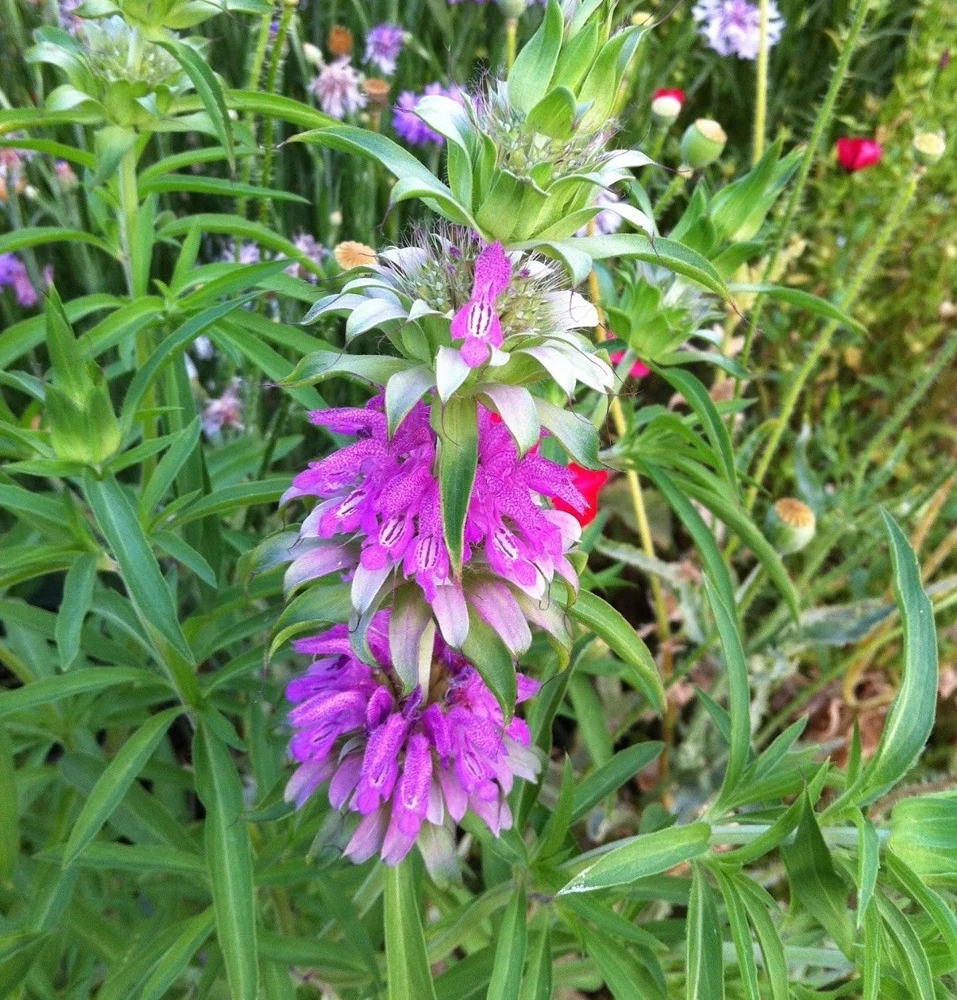 Lemon Mint Seeds - Monarda citriodora Herb Seeds for Pollinators, Zones 3-12 - Image 1