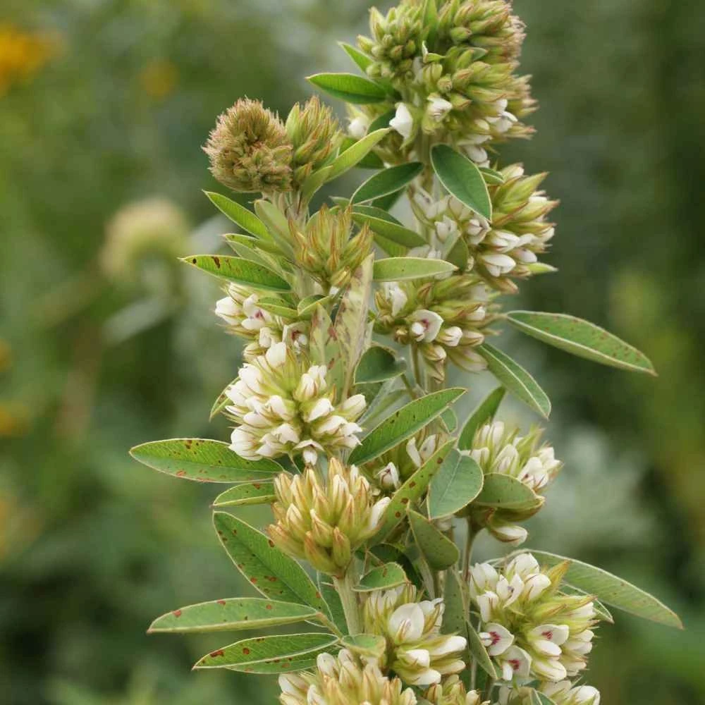 Lespedeza Capitata Seeds - Round Headed Bush Clover - 2000 Seed Pack - Perennial Flower - Image 2