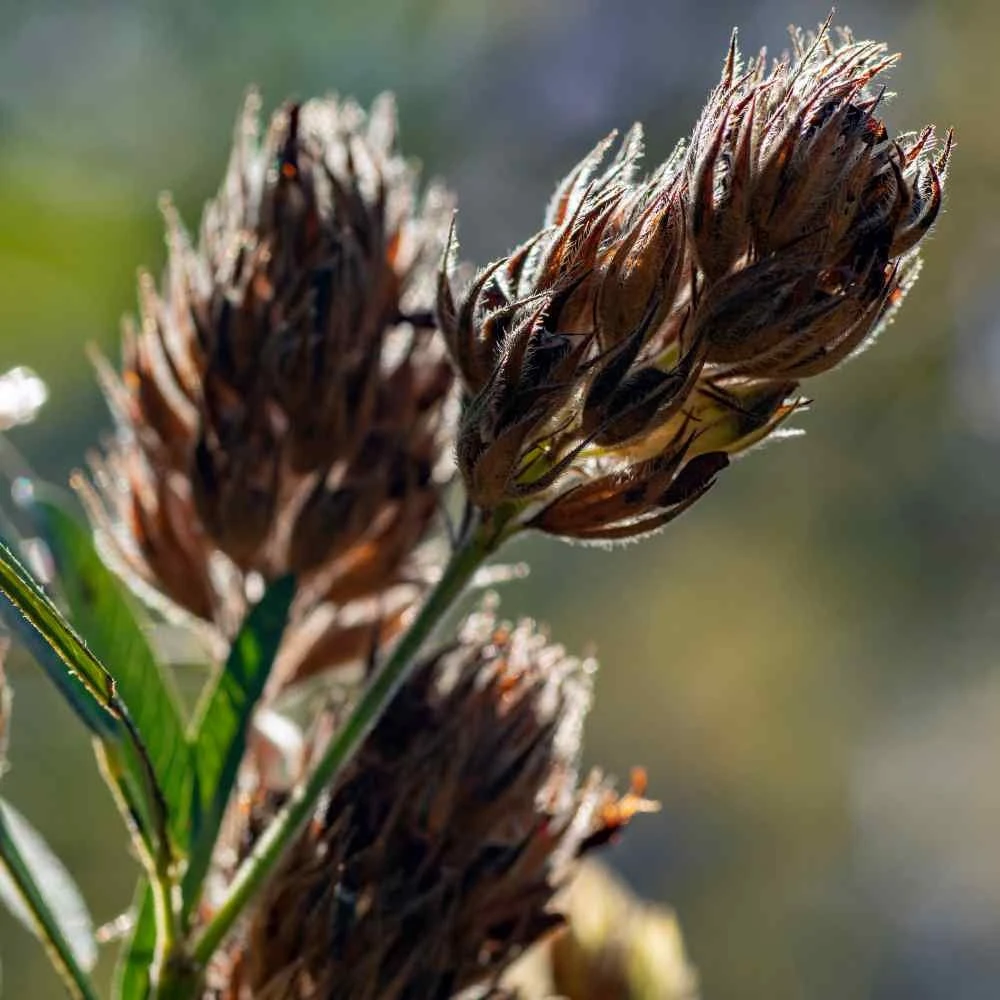 Lespedeza Capitata Seeds - Round Headed Bush Clover - 2000 Seed Pack - Perennial Flower - Image 3