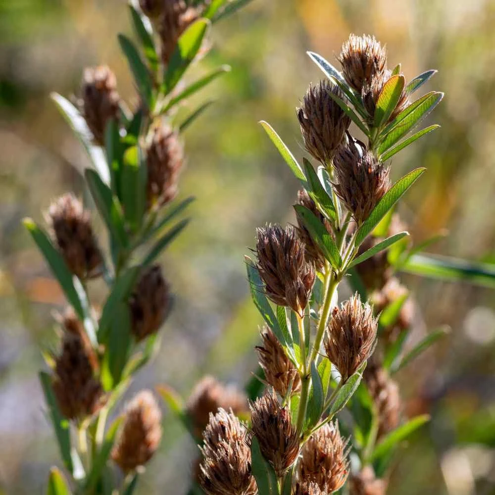 Lespedeza Capitata Seeds - Round Headed Bush Clover - 2000 Seed Pack - Perennial Flower - Image 4