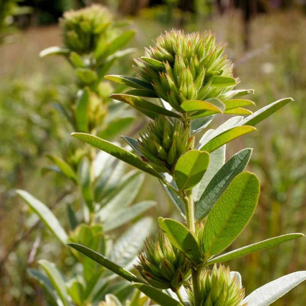 Lespedeza Capitata Seeds - Round Headed Bush Clover - 2000 Seed Pack - Perennial Flower - Image 5