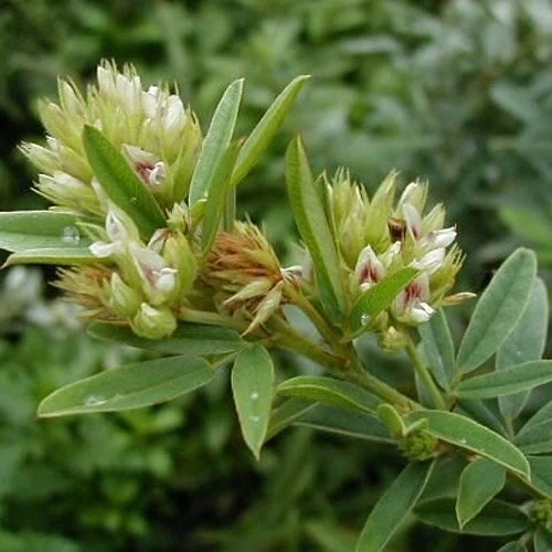 Lespedeza Capitata Seeds - Round Headed Bush Clover - 2000 Seed Pack - Perennial Flower - Image 1