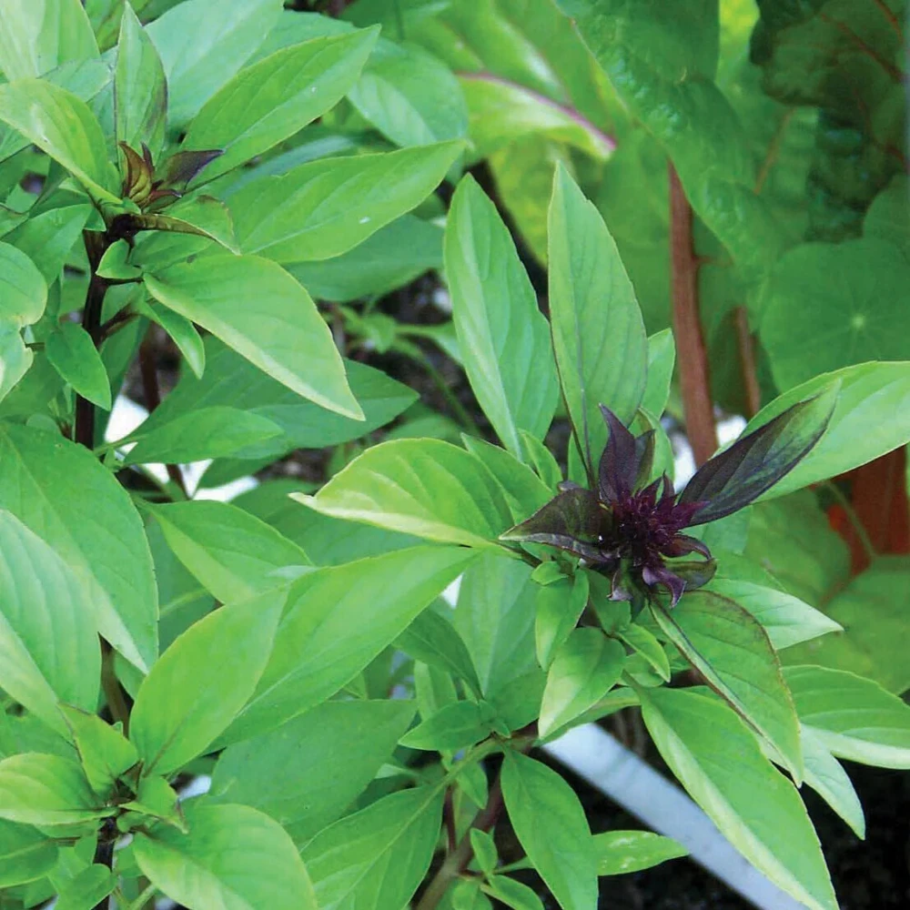 Licorice Basil Herb Seeds - Thai Basil, Anise Flavor, Easy to Grow - Image 2