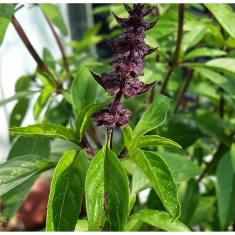Licorice Basil Herb Seeds - Thai Basil, Anise Flavor, Easy to Grow - Image 1