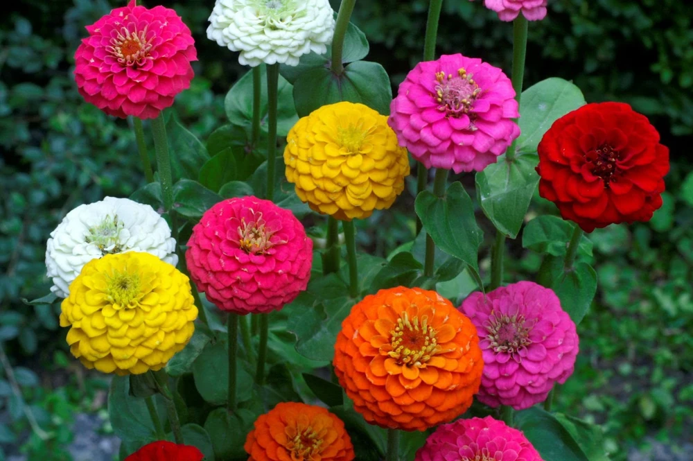 Lilliput Zinnia Elegans Seeds Mix - Colorful Flower Seeds Outdoor - Image 1