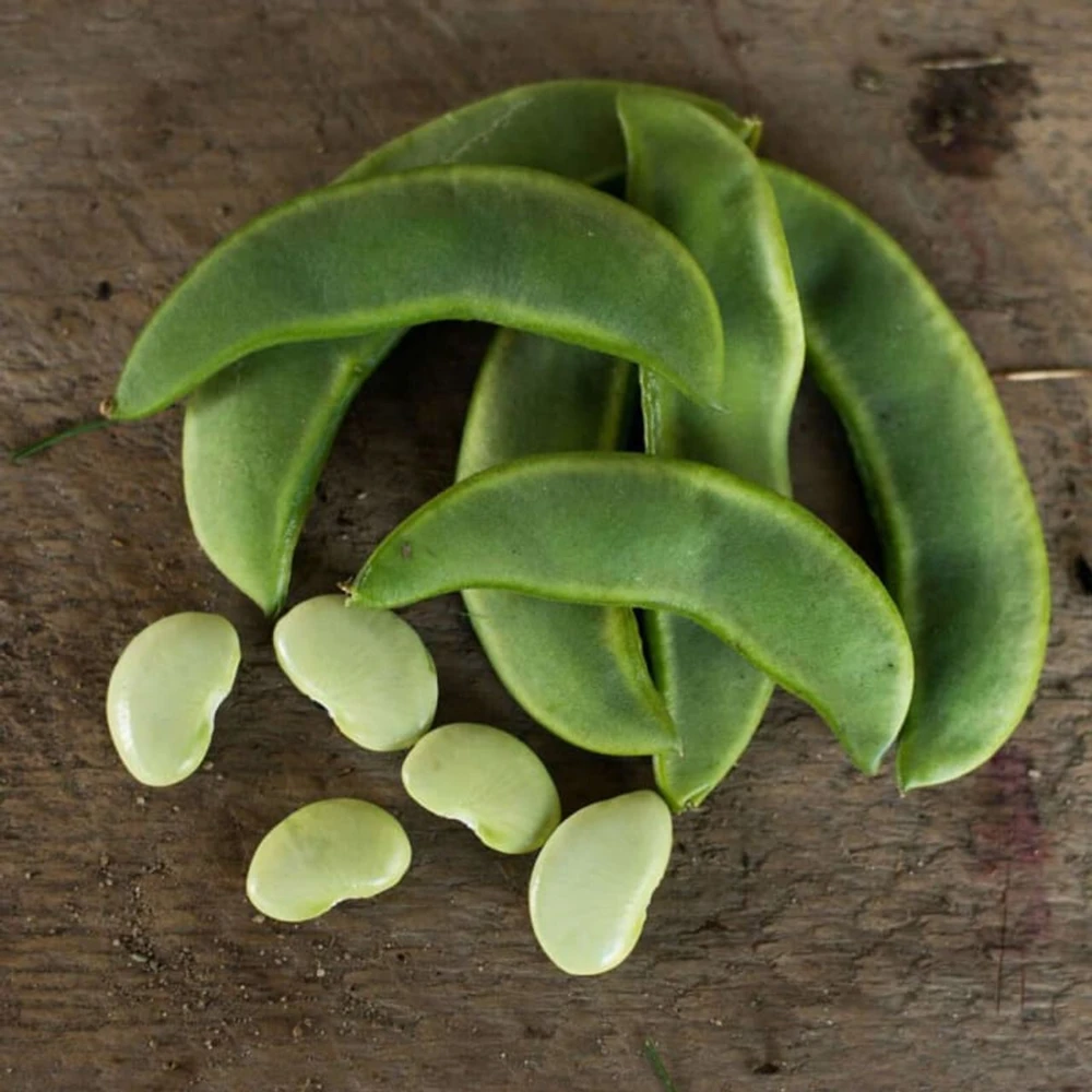 Lima Bean Seeds - Heirloom Butter Beans for Outdoor Planting - Image 2