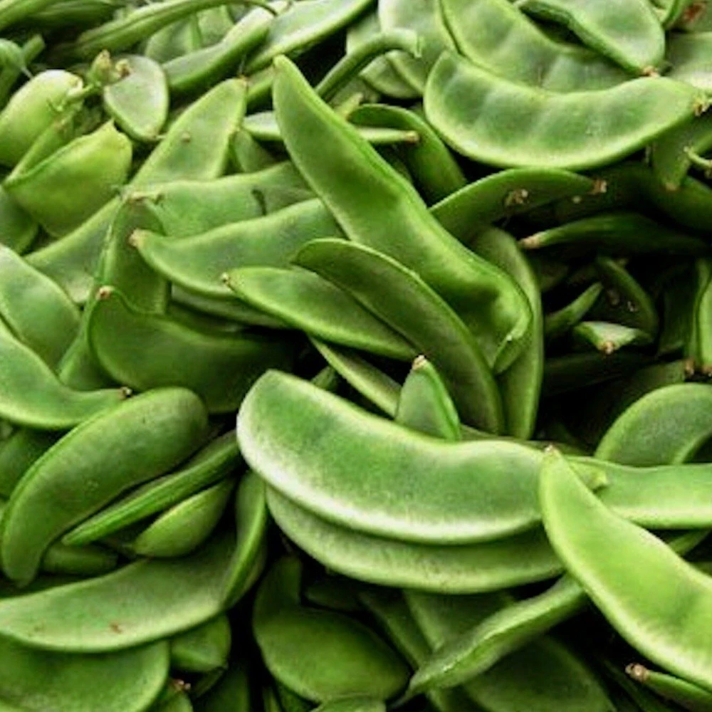 Lima Bean Seeds - Heirloom Butter Beans for Outdoor Planting - Image 1
