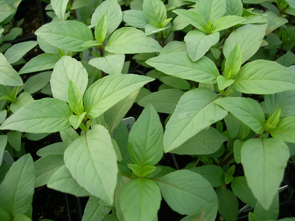 Lime Basil Seeds - Hoary Basil, Hairy Basil - Herb Seeds Annual - Image 1