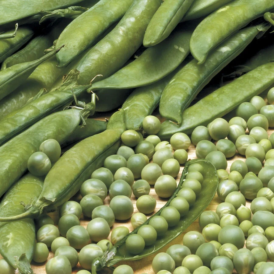 Lincoln Shell Garden Pea Seeds - Sweet Homesteader Peas, Easy to Shell, Outdoor - Image 2