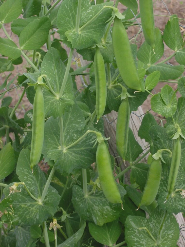 Lincoln Shell Garden Pea Seeds - Sweet Homesteader Peas, Easy to Shell, Outdoor - Image 1