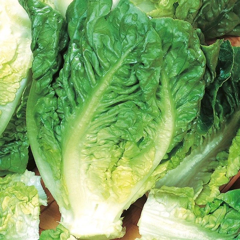 Little Gem Butterhead Lettuce Seeds - Annual, Easy to Grow, Outdoor - Image 1