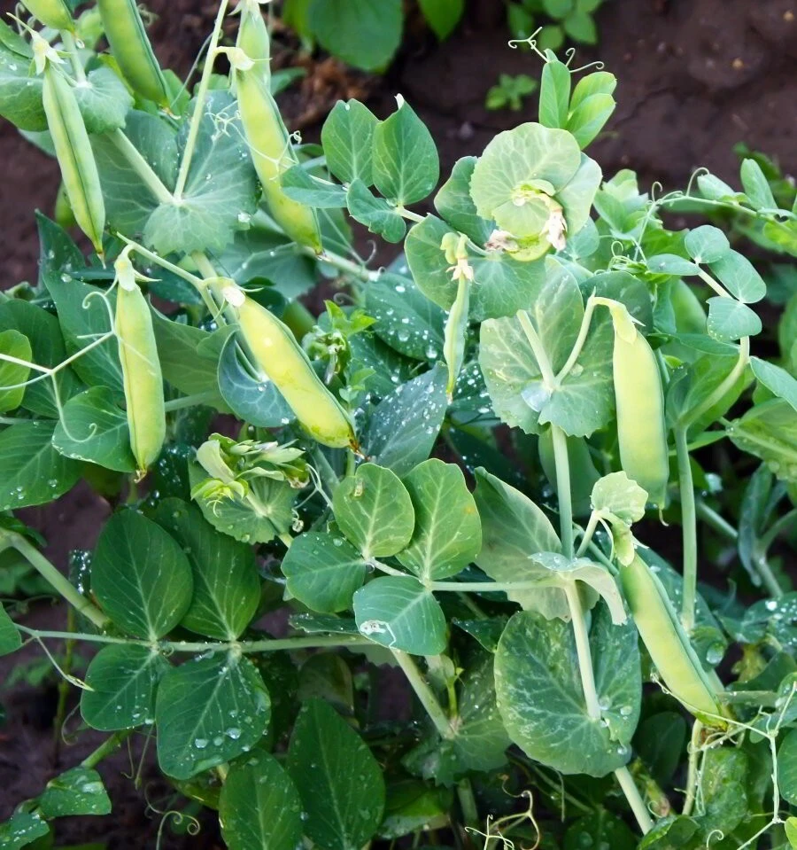 Little Marvel Pea Seeds - Compact Semi-Dwarf Shelling Pea Seeds - Easy Grow Annual - Image 2