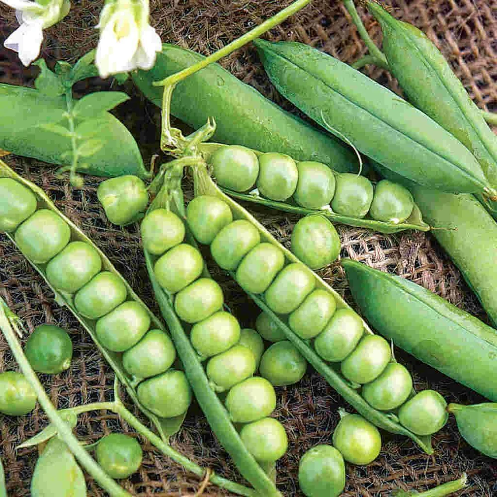 Little Marvel Pea Seeds - Compact Semi-Dwarf Shelling Pea Seeds - Easy Grow Annual - Image 1