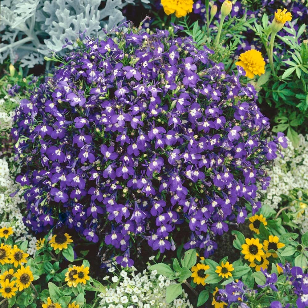 Lobelia Seeds Mrs. Clibran - Ground Cover Flower Seeds - 10,000 Seeds - Image 1