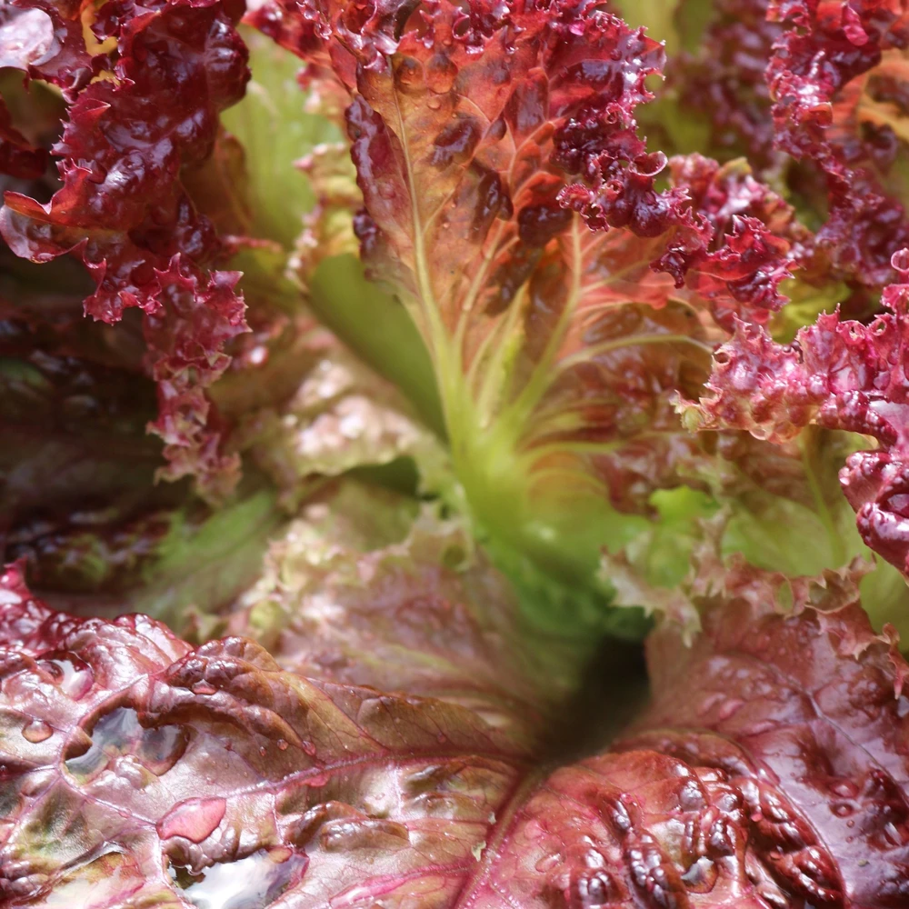 Lolla Rosso Darky Leaf Lettuce Seeds - Deep Red Annual Summer Salad Vegetable - Image 1