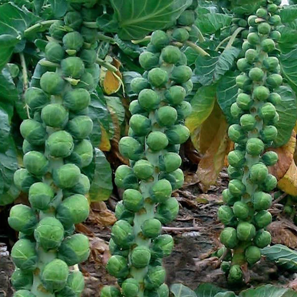 Long Island Improved Brussels Sprouts Seeds - Heavy Yields, Easy to Grow - Image 2