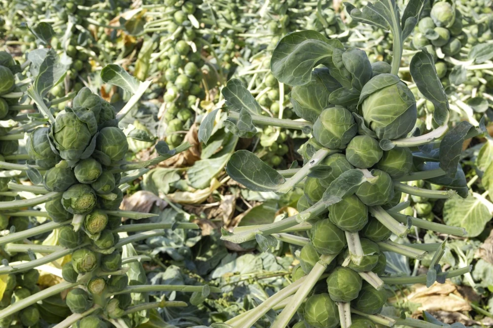 Long Island Improved Brussels Sprouts Seeds - Heavy Yields, Easy to Grow - Image 3