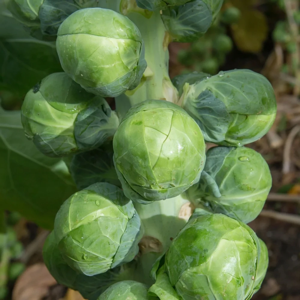 Long Island Improved Brussels Sprouts Seeds - Heavy Yields, Easy to Grow - Image 1