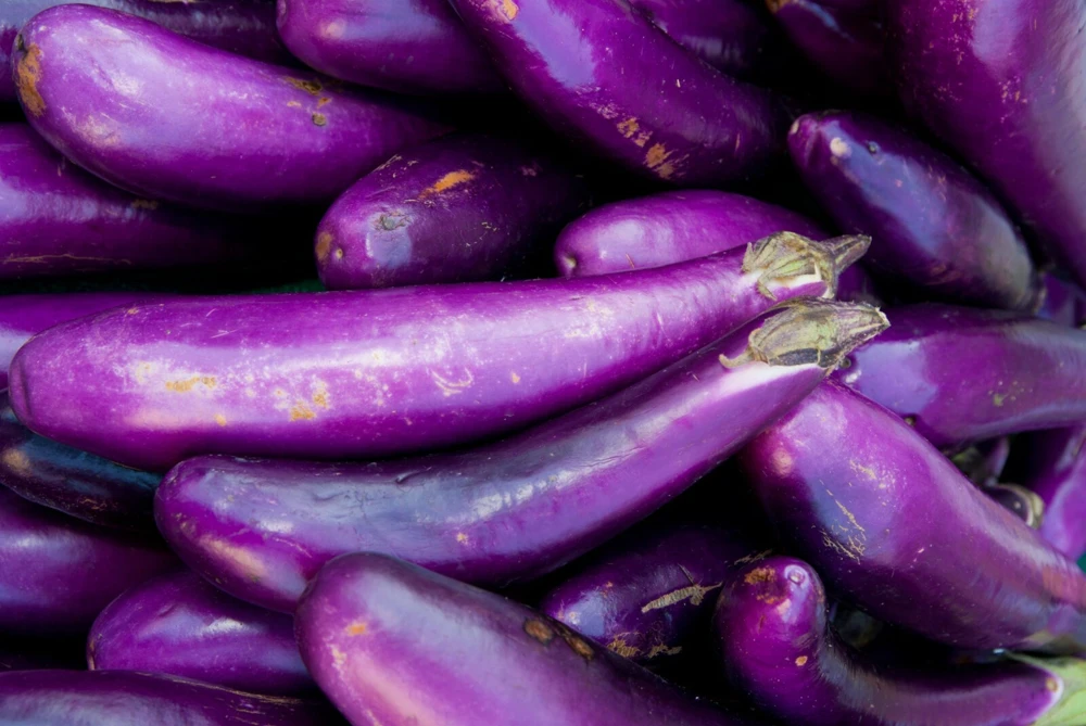 Long Purple Italian Eggplant Seeds - High Yield, Outdoor Vegetable - Image 2