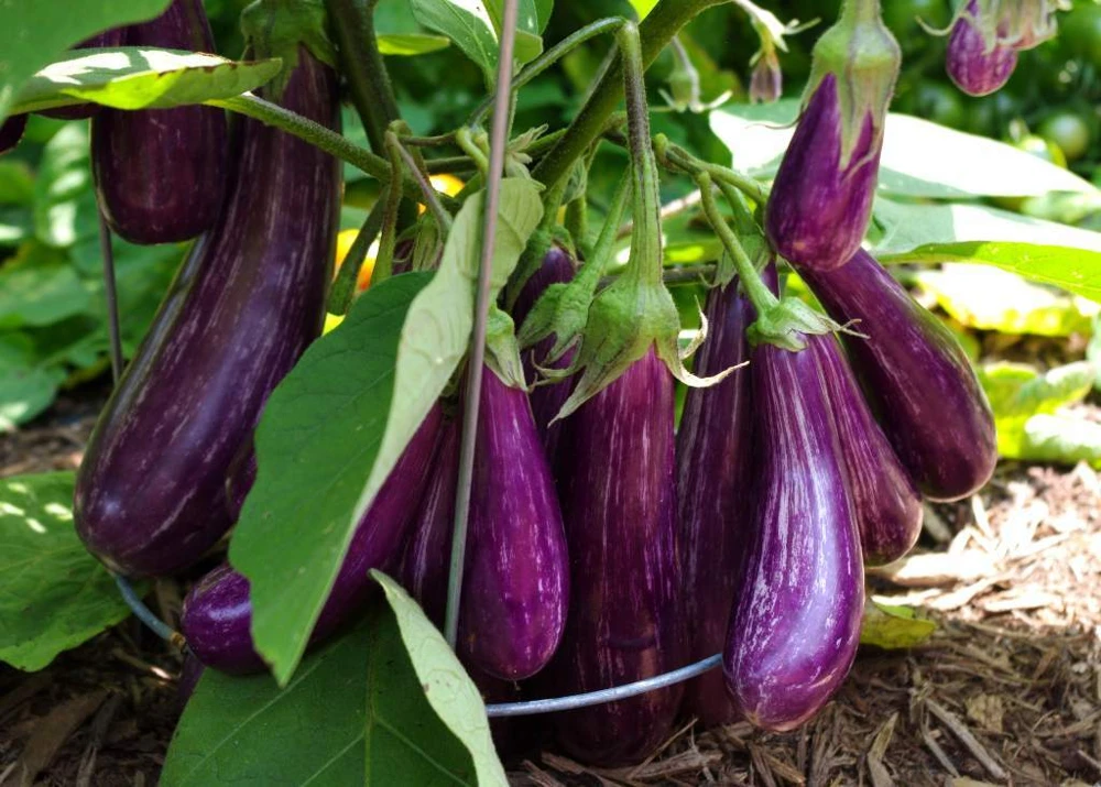 Long Purple Italian Eggplant Seeds - High Yield, Outdoor Vegetable - Image 1