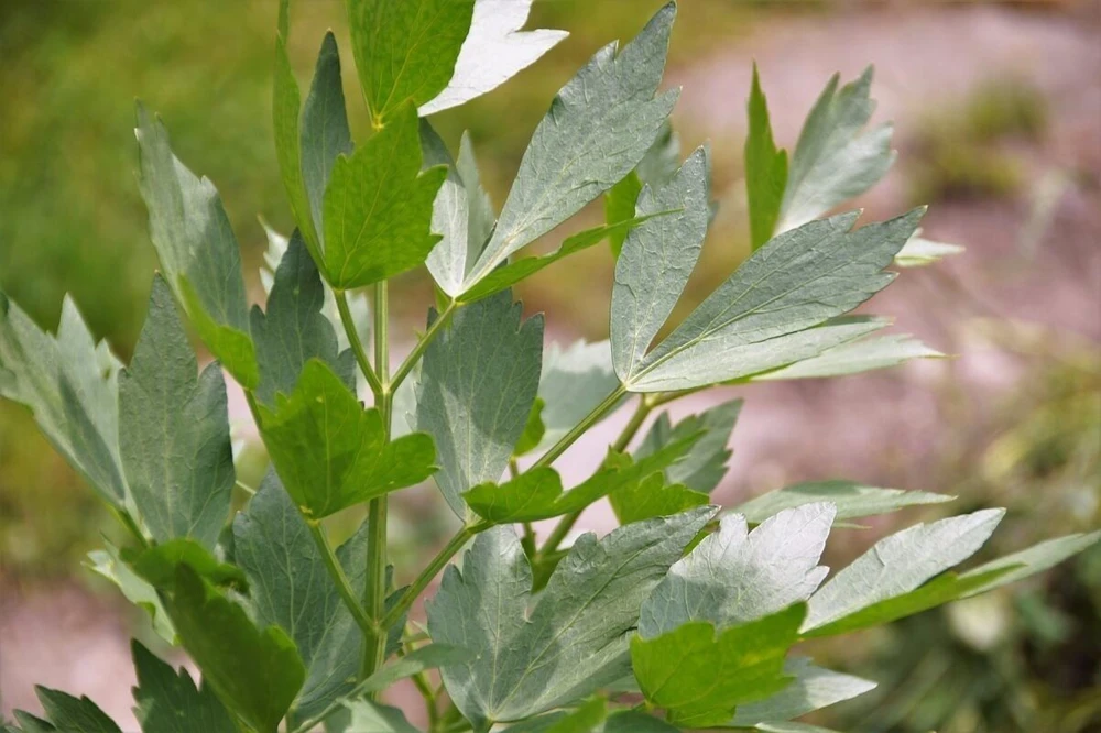Lovage Seeds - Levisticum officinale, Perennial Herb Seeds, Easy Grow - Image 1