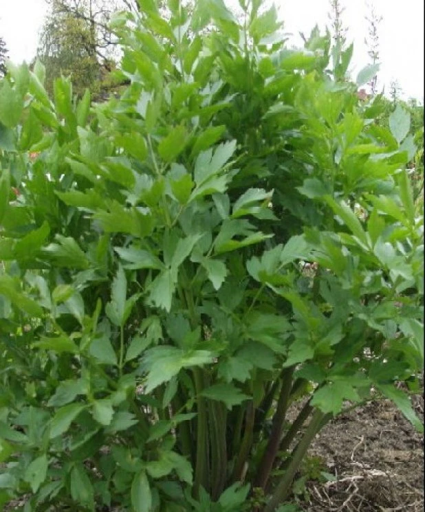 Lovage Seeds - Levisticum officinale, Perennial Herb Seeds, Easy Grow - Image 2