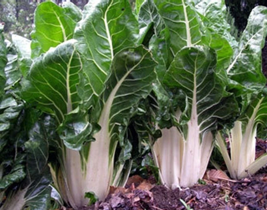 Lucullus Swiss Chard Seeds - Salad Greens, Cut and Come-Again, Outdoor - Image 1