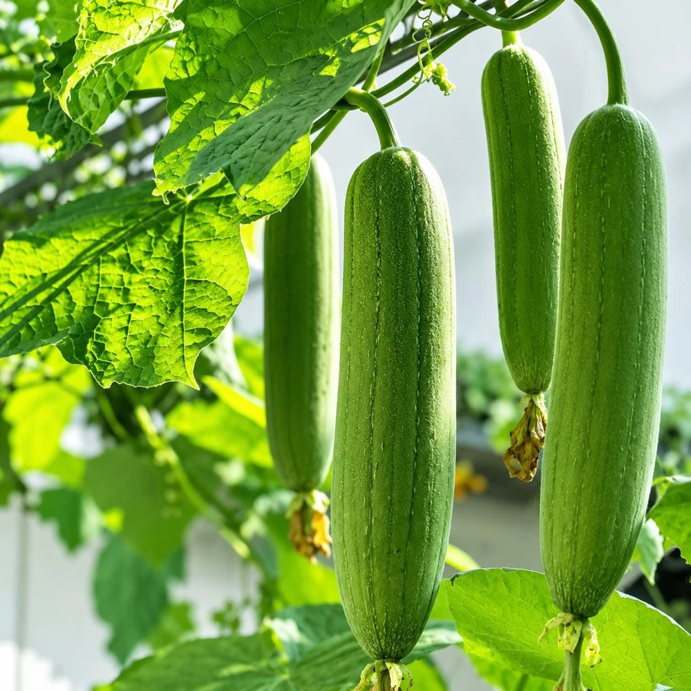 Luffa Sponge Gourd Plant - Live Vining Vegetable, 2 Plants, 4-6 Inch Tall in 4 Inch Pot - Image 1