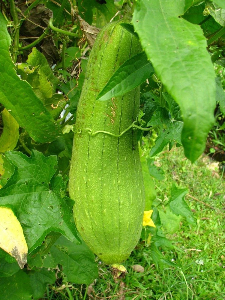 Luffa Sponge Gourd Seeds - Vegetable Sponge, Dishcloth Gourd, Grow Your Own Loofah - Image 1