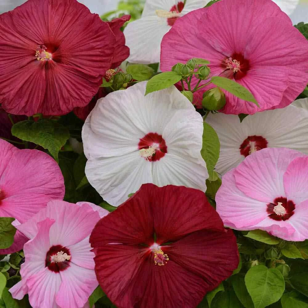 Luna Hibiscus Perennial Flower Seeds Mix - 10 Seeds - Large Blooms - Image 1