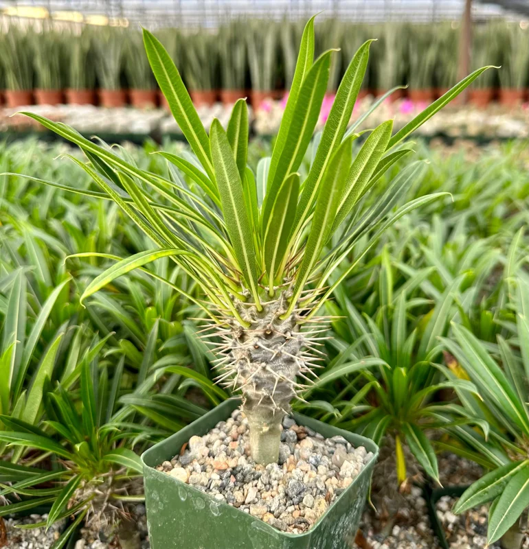 Madagascar Palm Live Plant – Rare Pachypodium Succulent – 3 inch Pot - Image 1