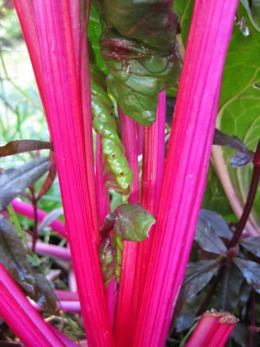Magenta Swiss Chard Seeds - Colorful Salad Greens, Easy to Grow - Image 2