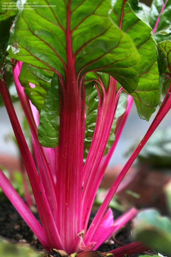 Magenta Swiss Chard Seeds - Colorful Salad Greens, Easy to Grow - Image 1