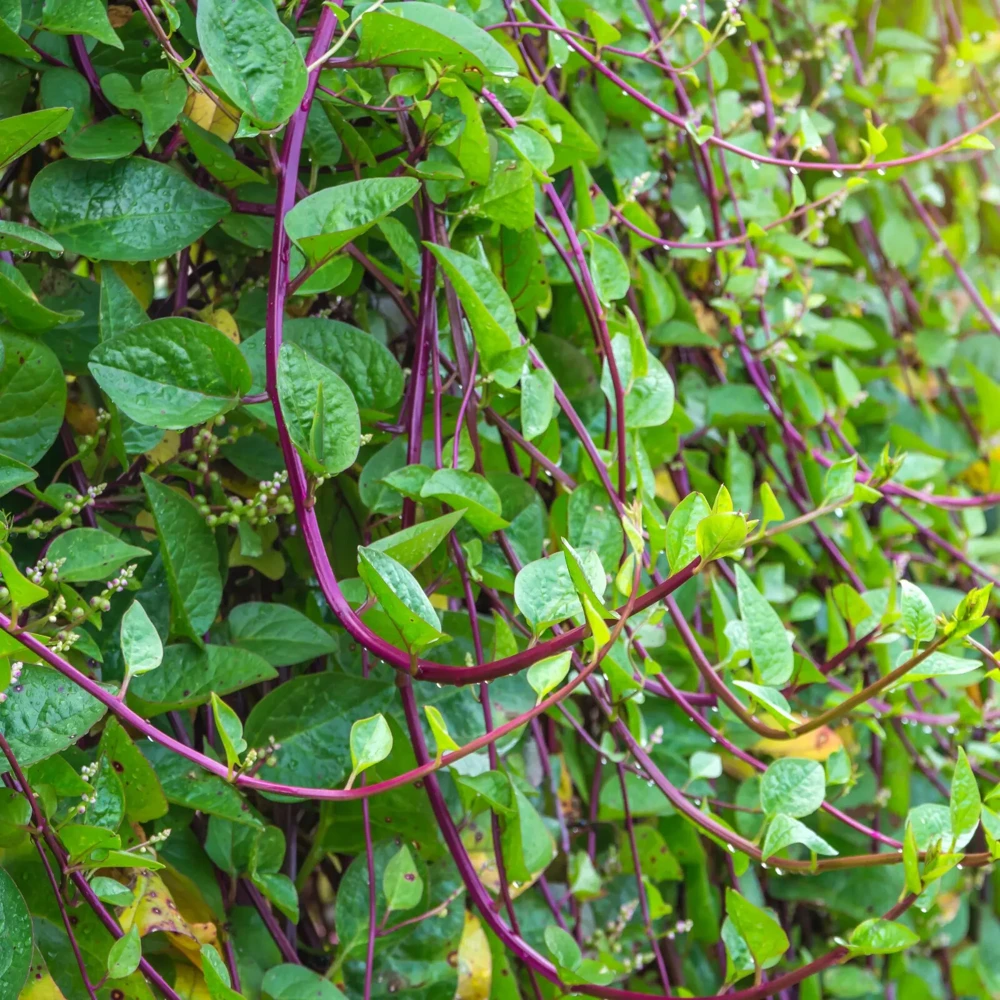 Malabar Red Stem Spinach Seeds - Red Vine Spinach Ceylon Vegetable Seeds Outdoor - Image 2