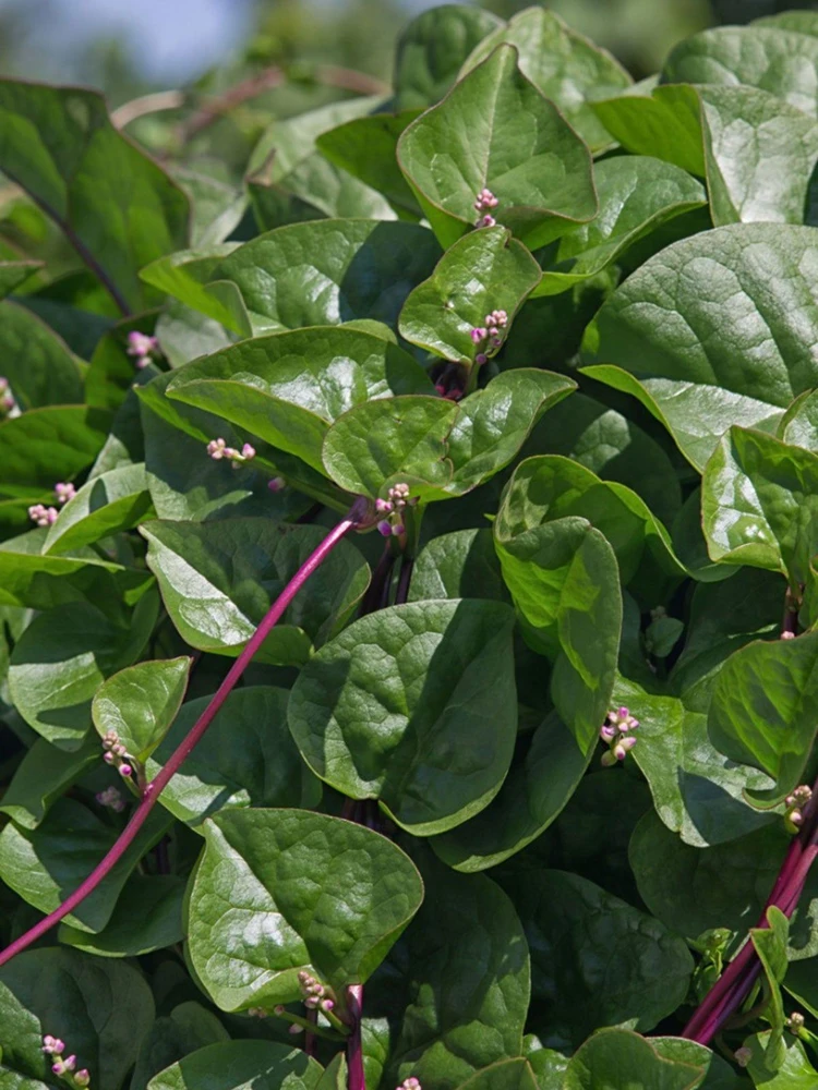 Malabar Red Stem Spinach Seeds - Red Vine Spinach Ceylon Vegetable Seeds Outdoor - Image 1